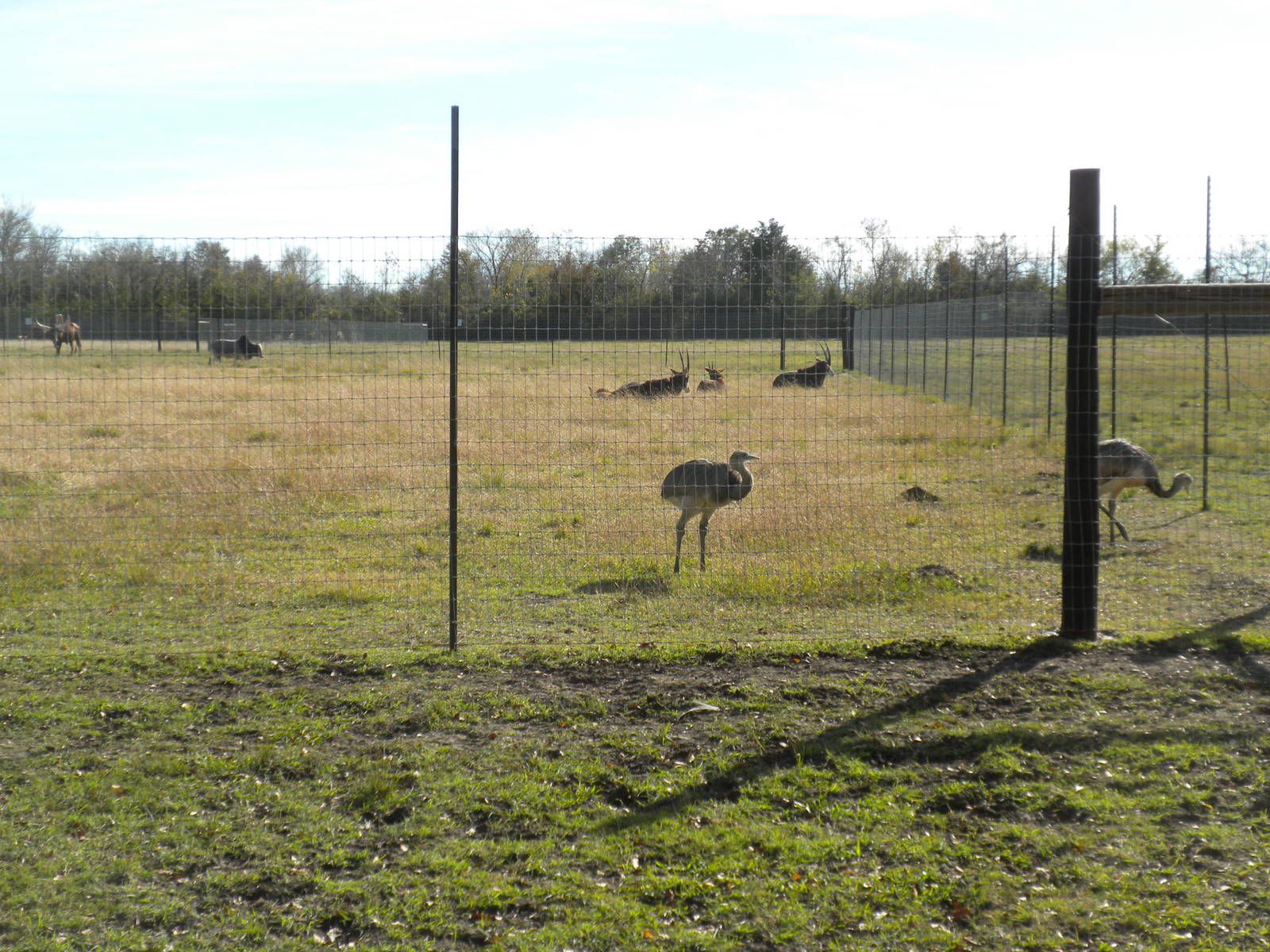 2010 - Greater Rhea and Sable Antelope