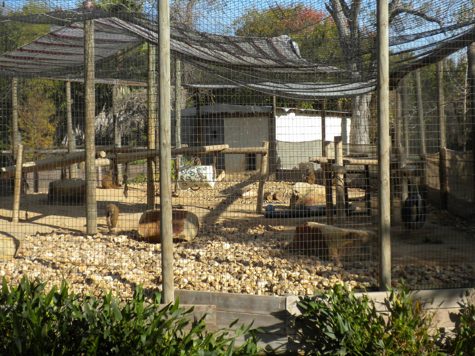 2010 - Hamadryas Baboon