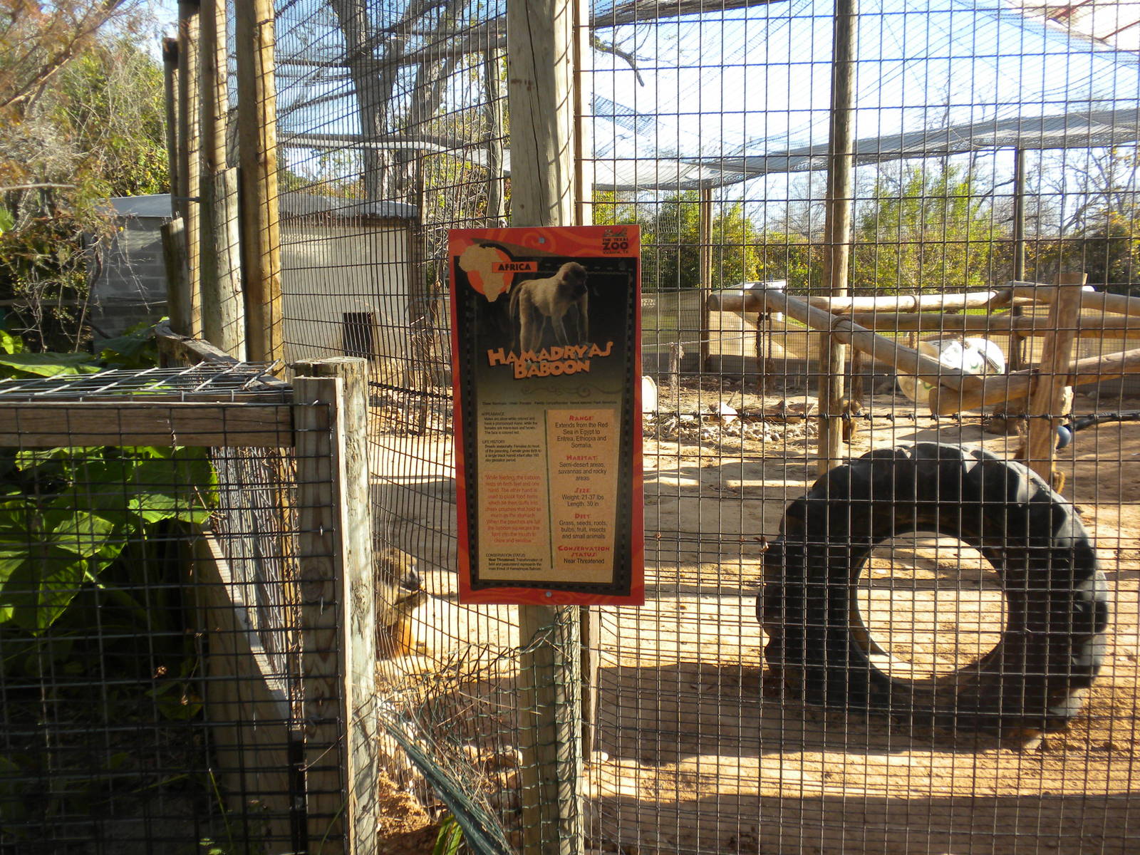 2010 - Hamadryas Baboons