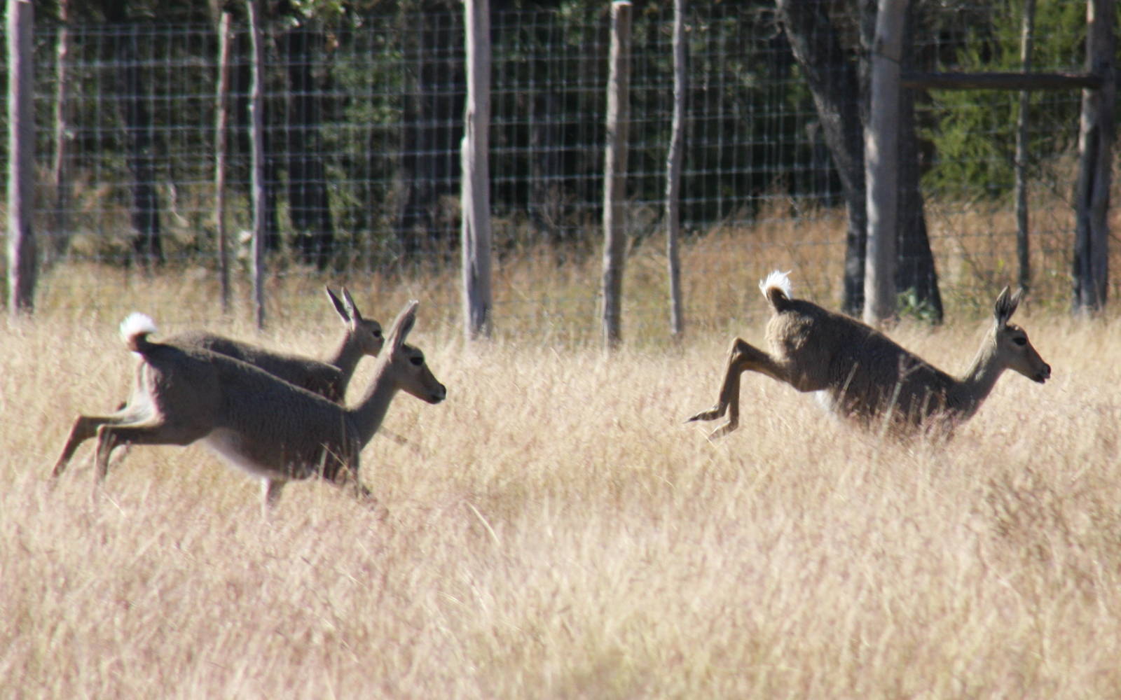 2010: Larry Johnson's Place