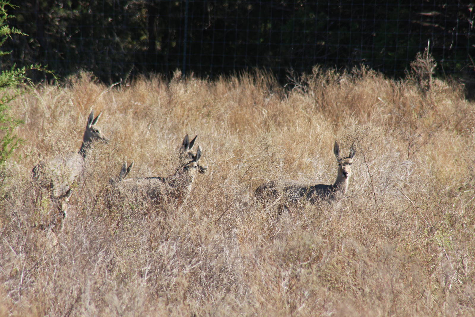 2010: Larry Johnson's Place