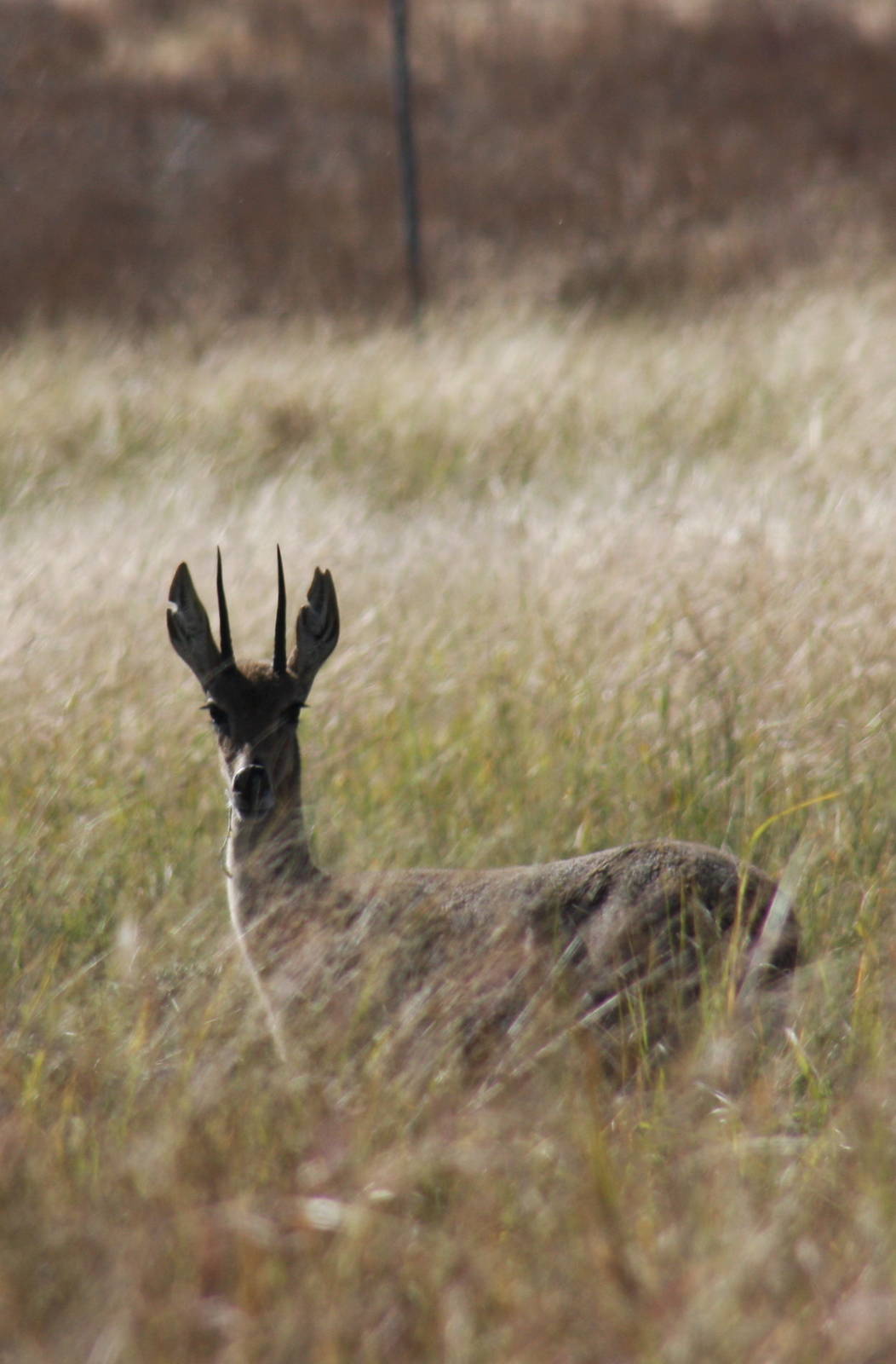 2010: Larry Johnson's Place