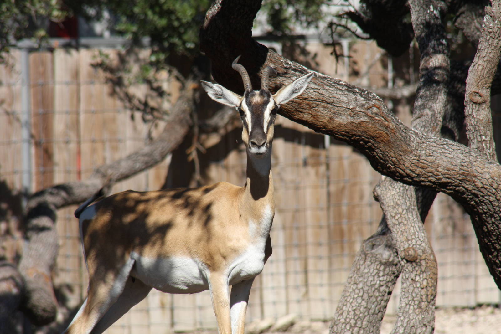 2010: Larry Johnson's Place