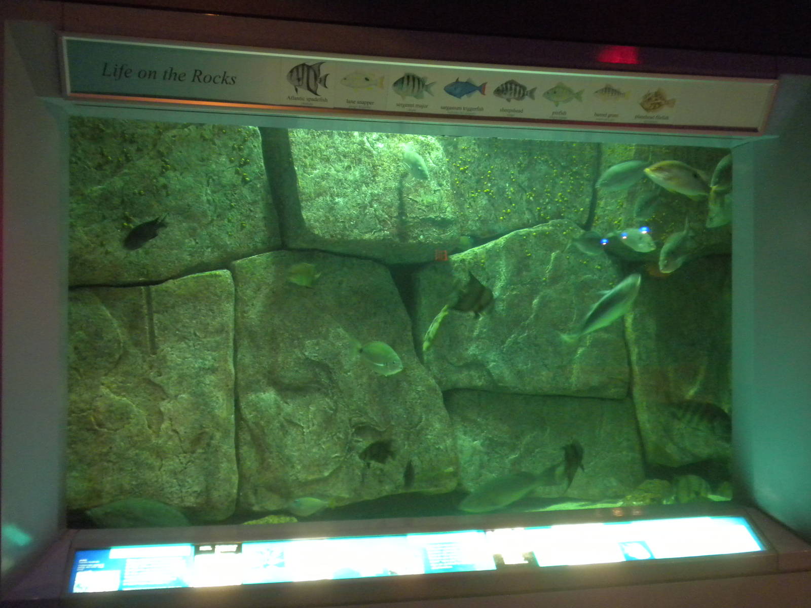 2010 - Life on the Rocks