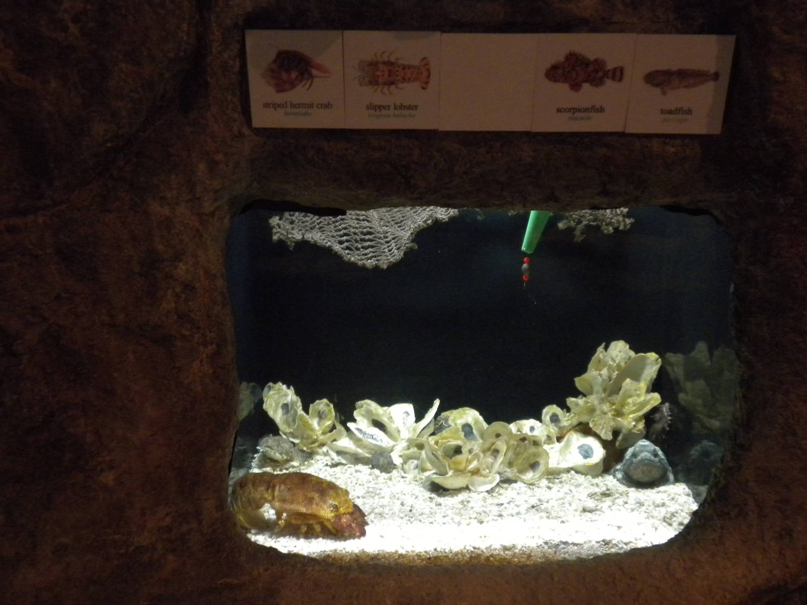 2010 - Lobster, scorpionfish, etc.