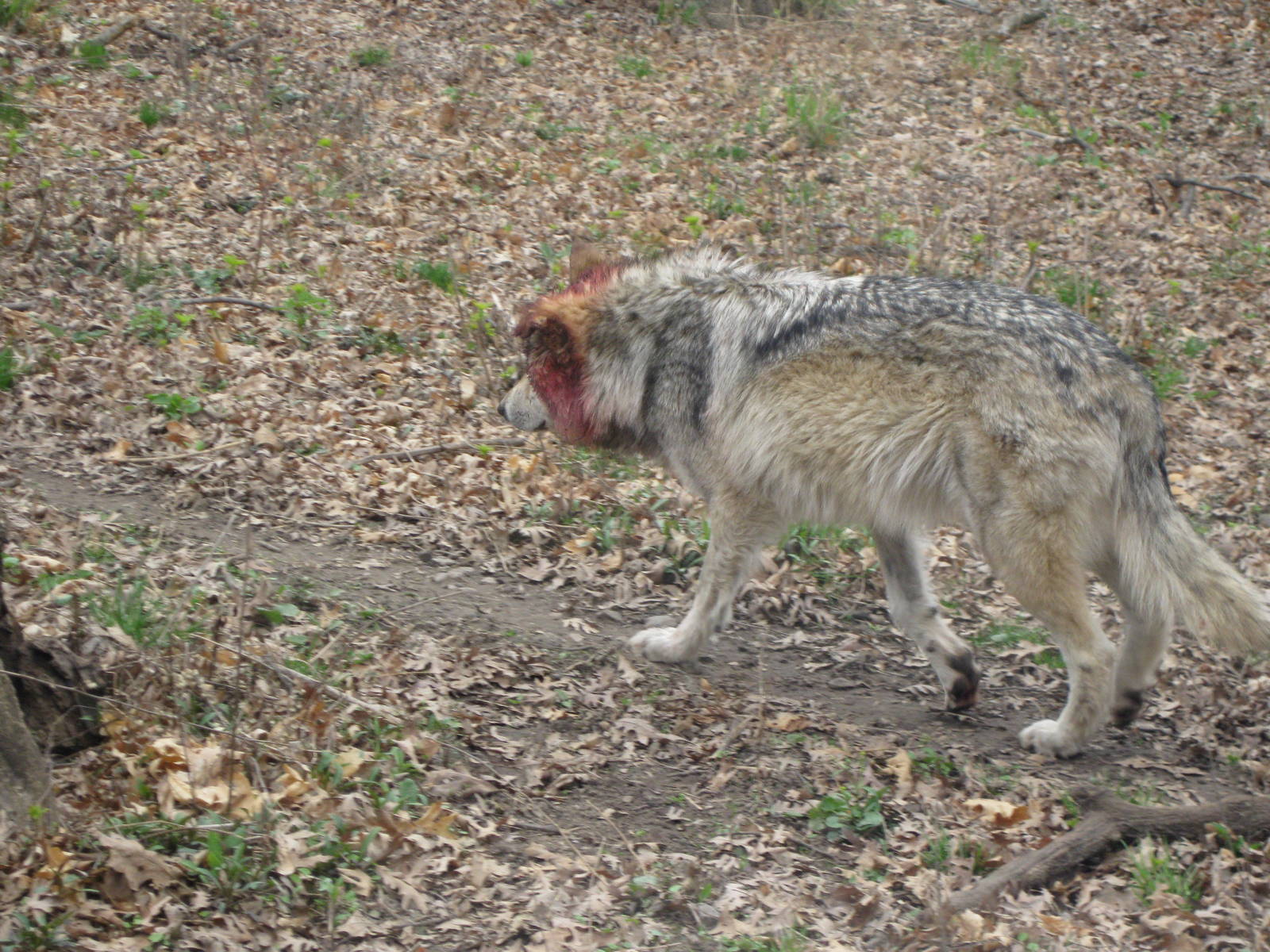 2010- Mexican Wolf Dominance Struggle