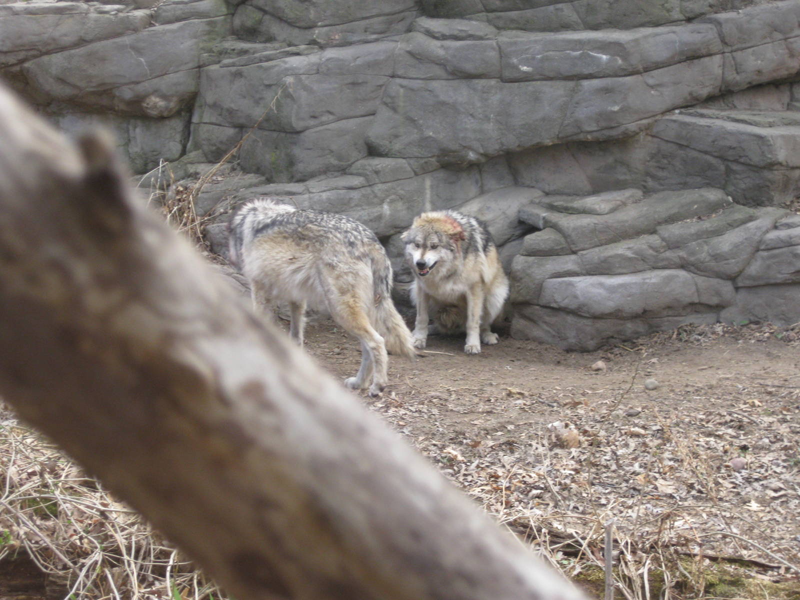 2010- Mexican Wolf Dominance Struggle