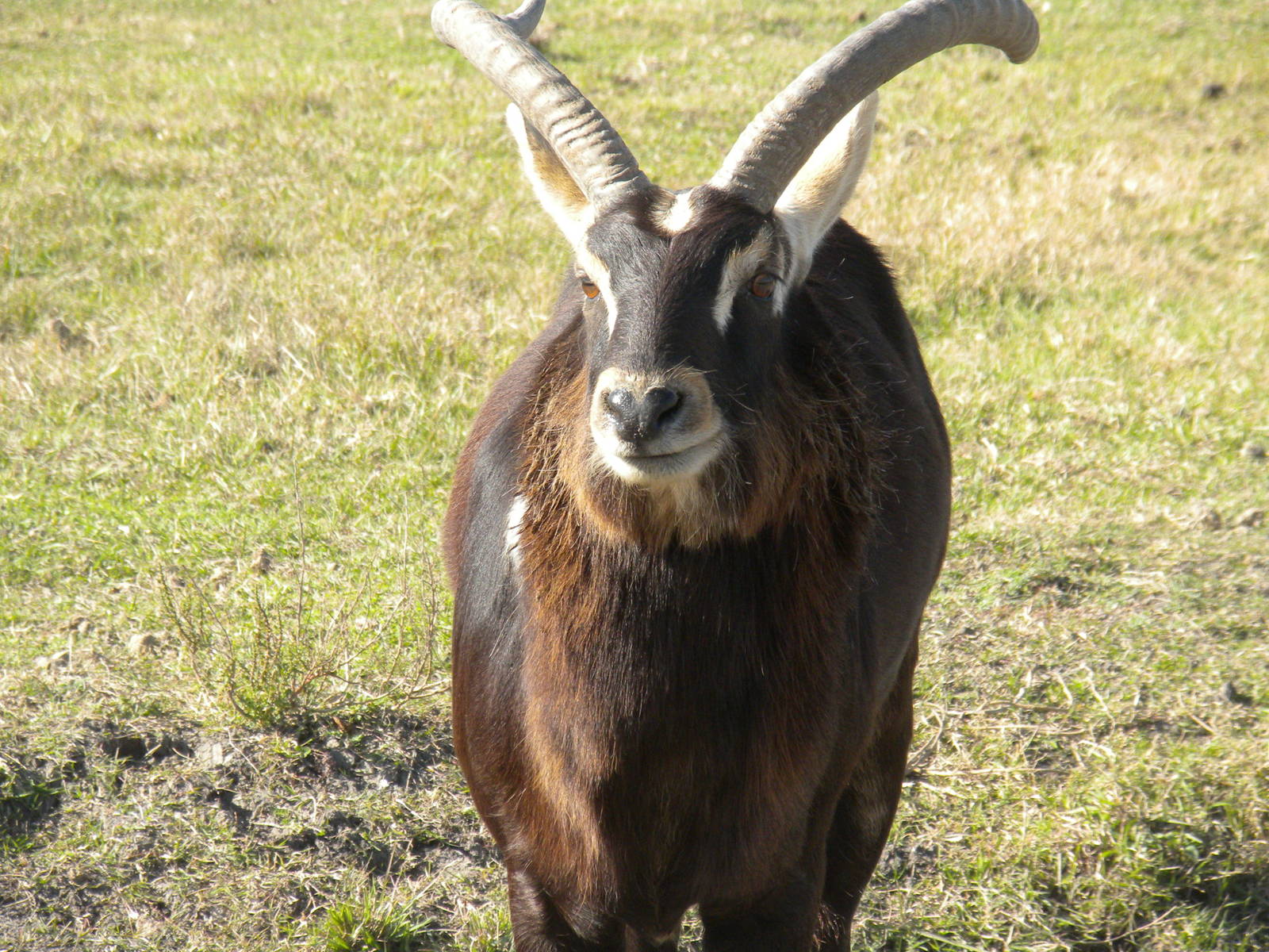 2010 - Nile Lechwe