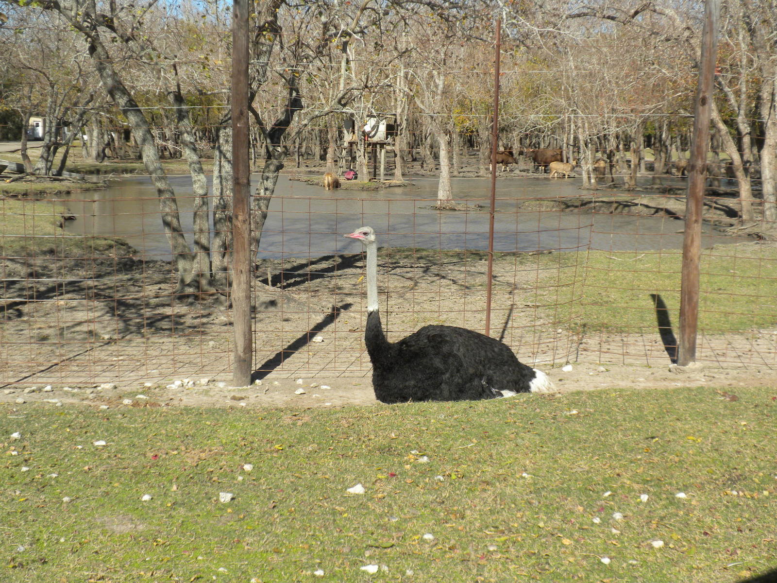 2010 - Ostrich