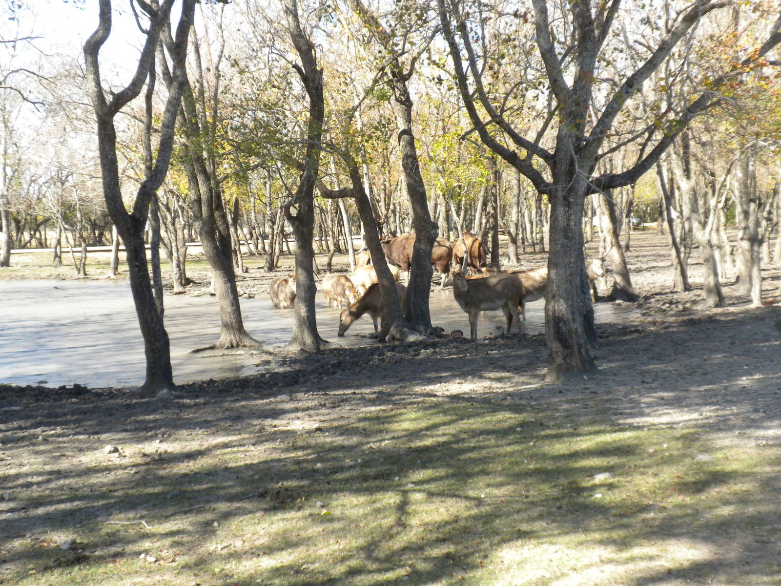 2010 - Pere David's Deer