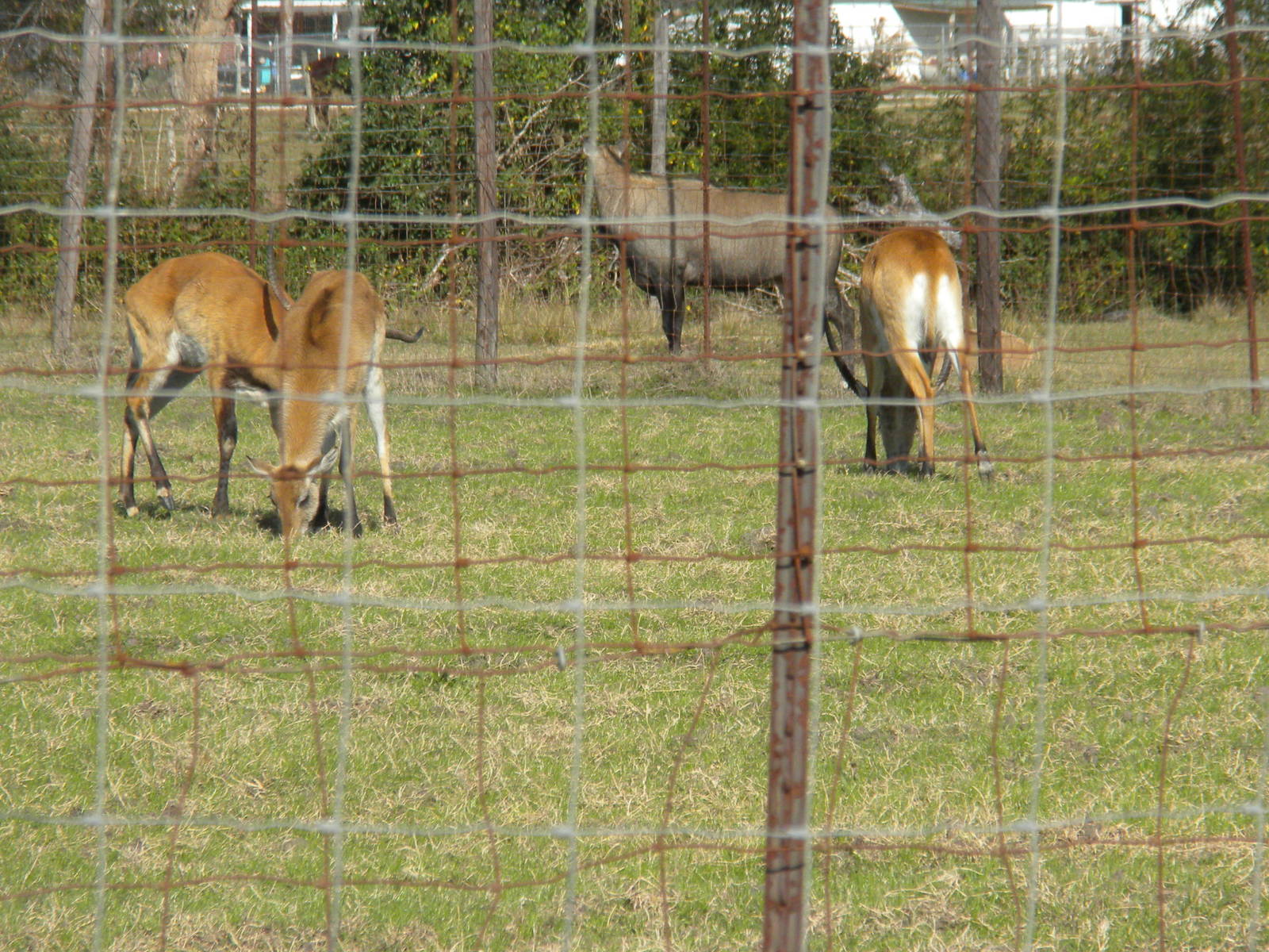 2010 - Red Lechwe and Nilgai