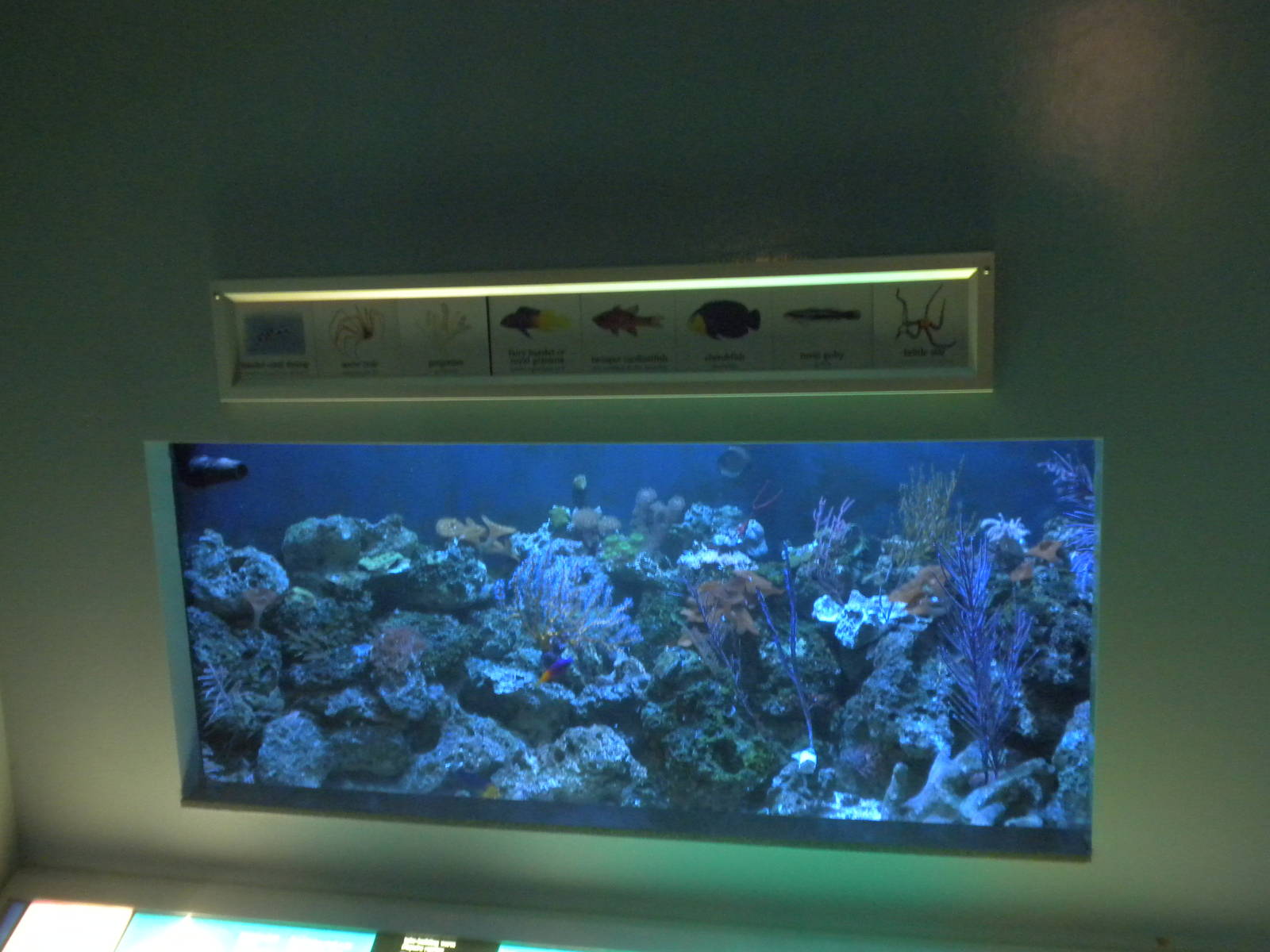 2010 - Reef tank