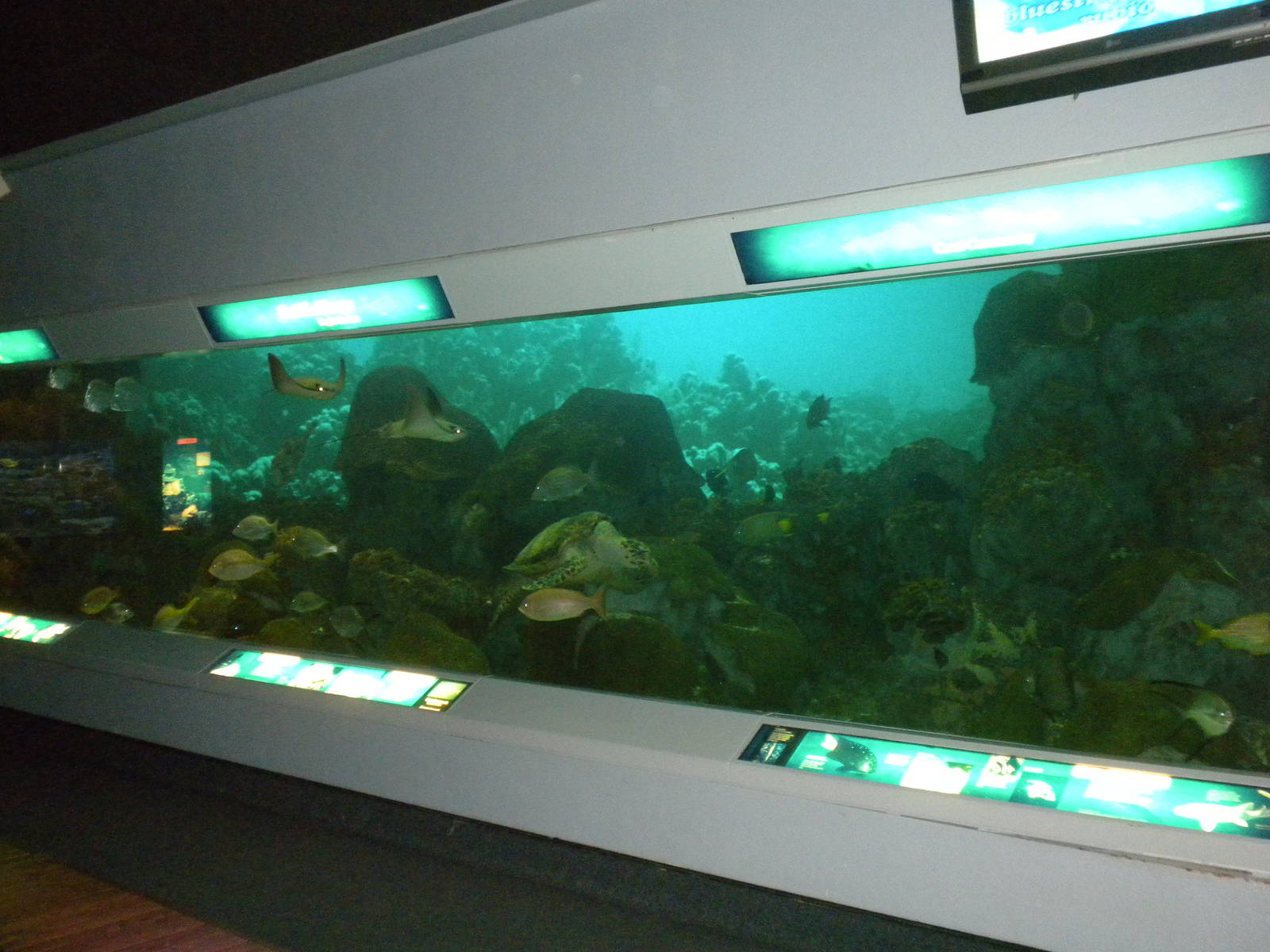 2010 - Reef Tank