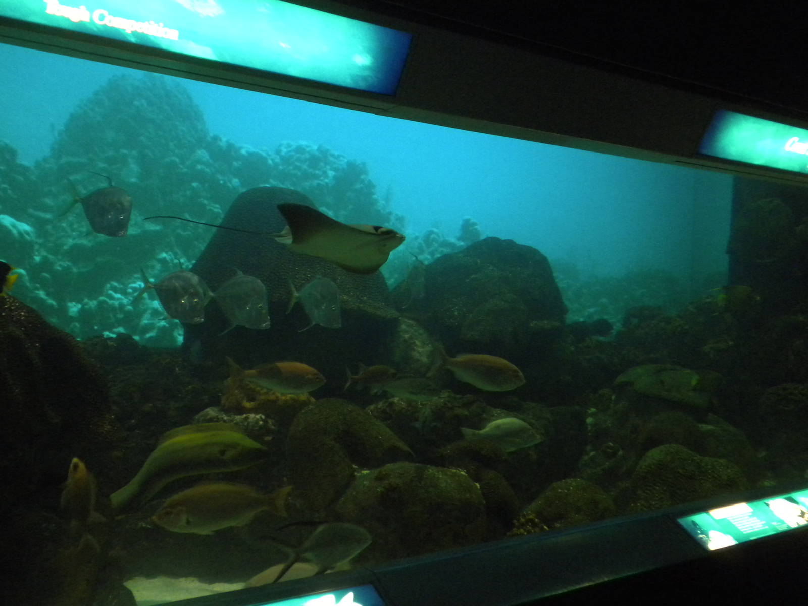 2010 - Reef Tank