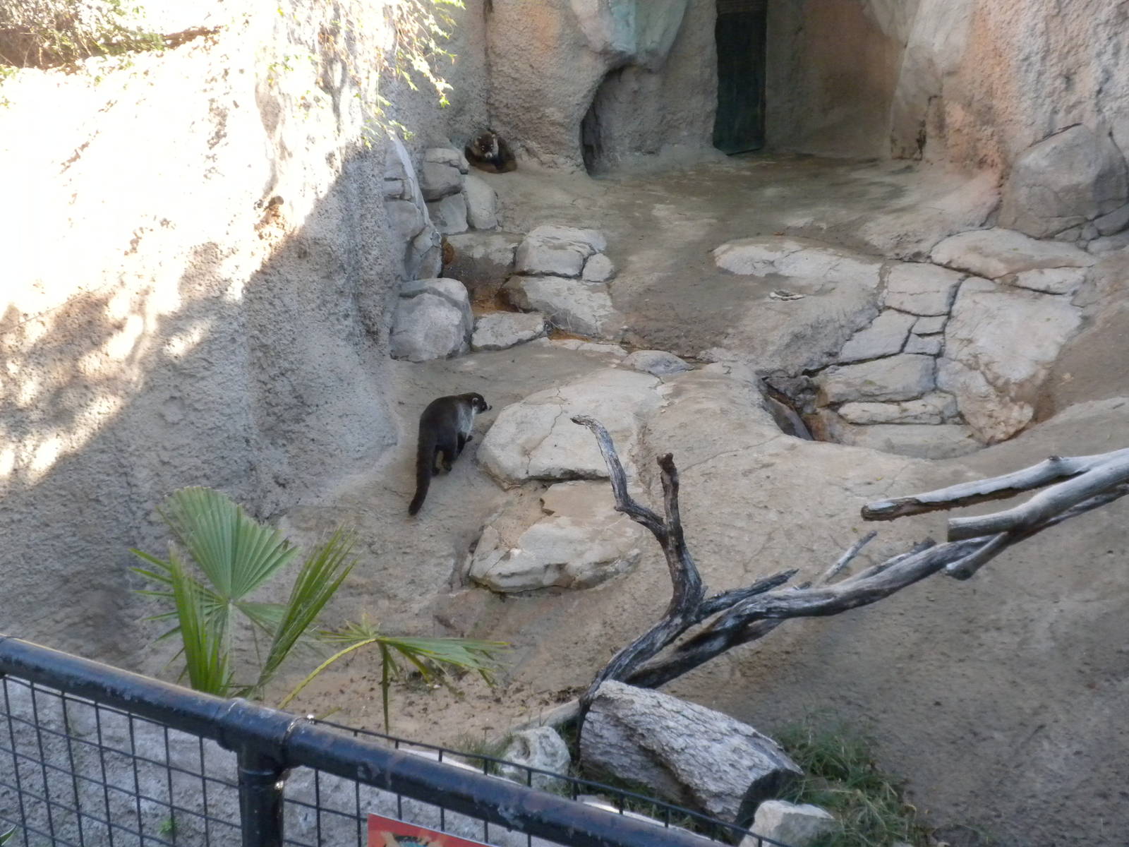 2010 - Ring-Tailed Coati