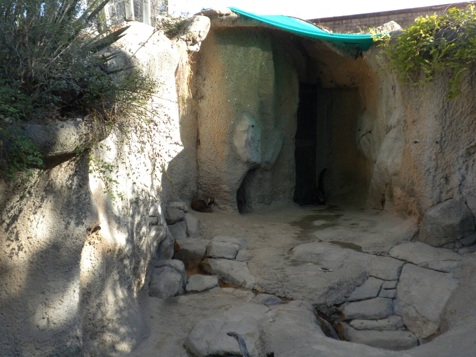2010 - Ring-Tailed Coati