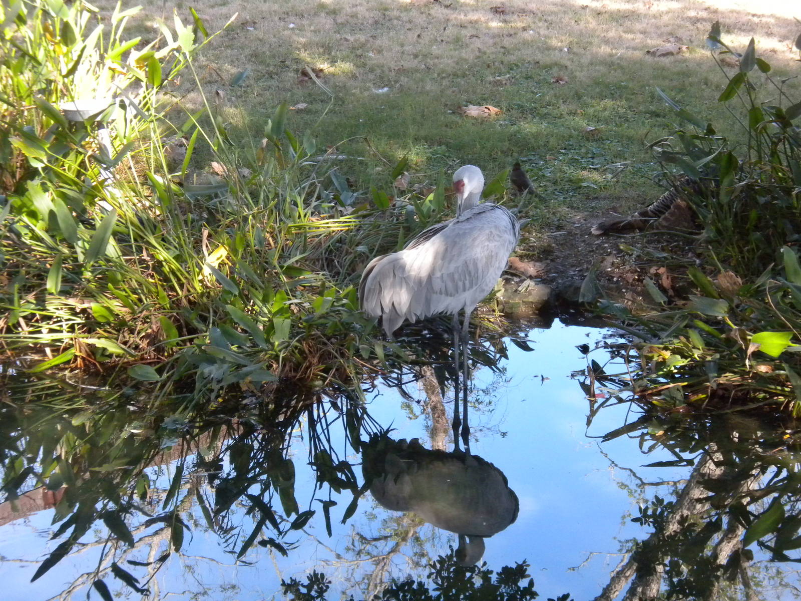 2010 - Sandhill Crane