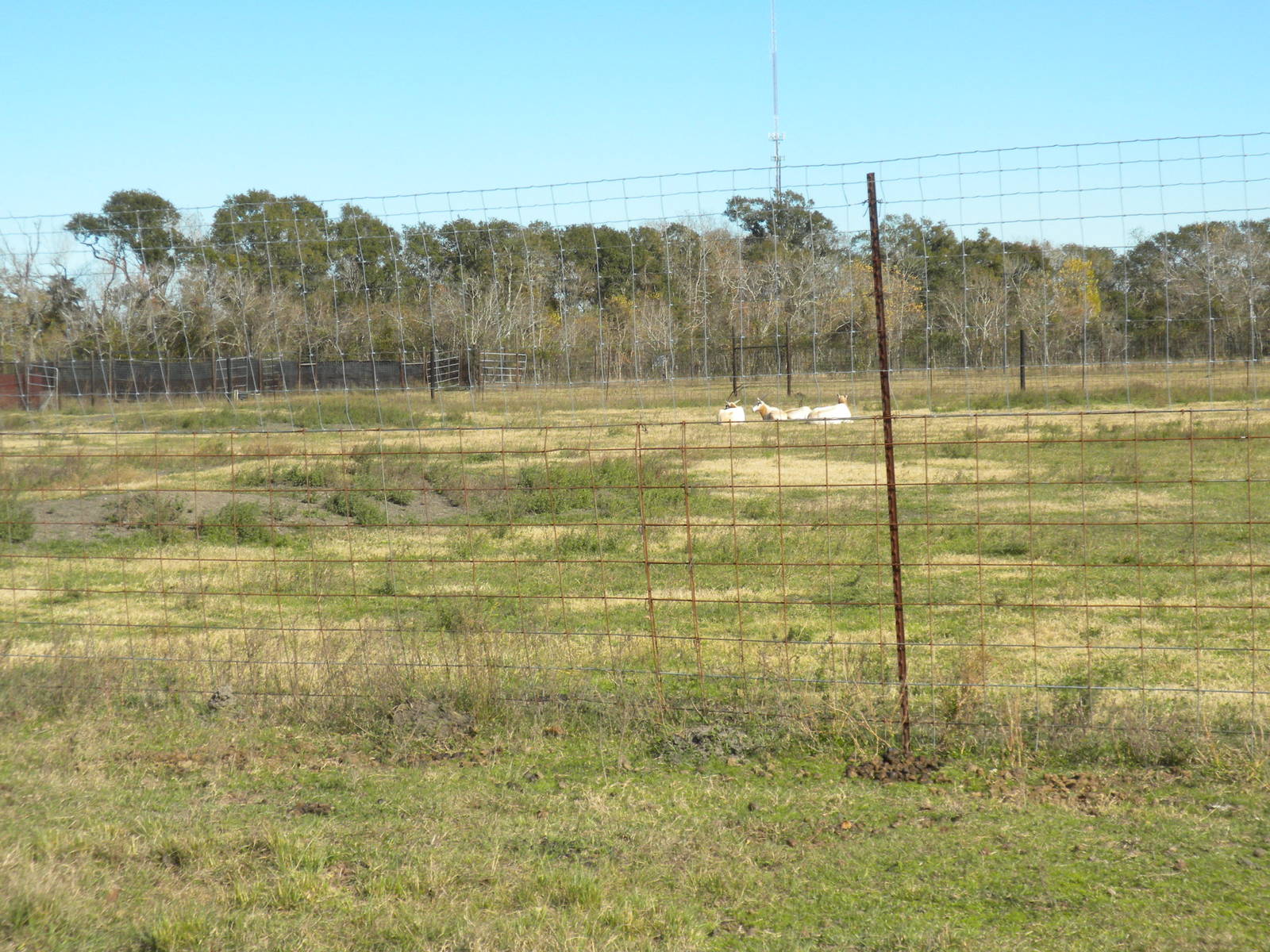 2010 - Scimitar-Horned oryx
