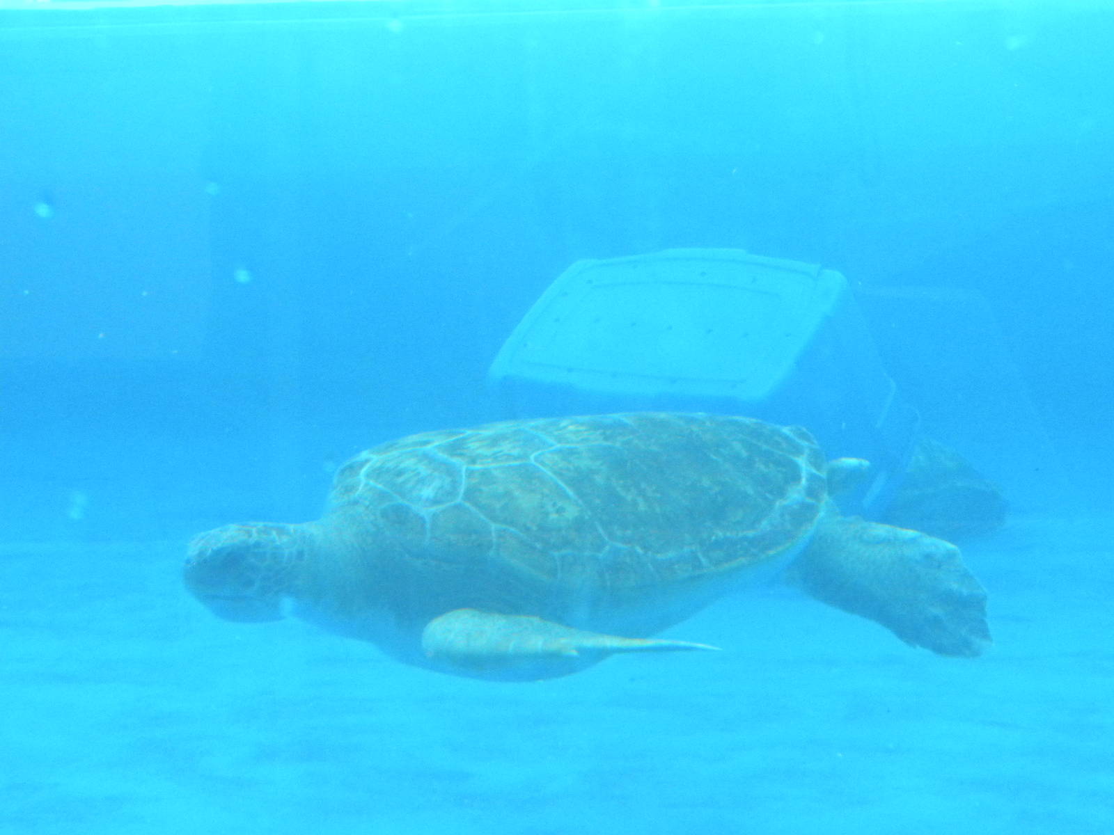 2010 - Sea Turtle