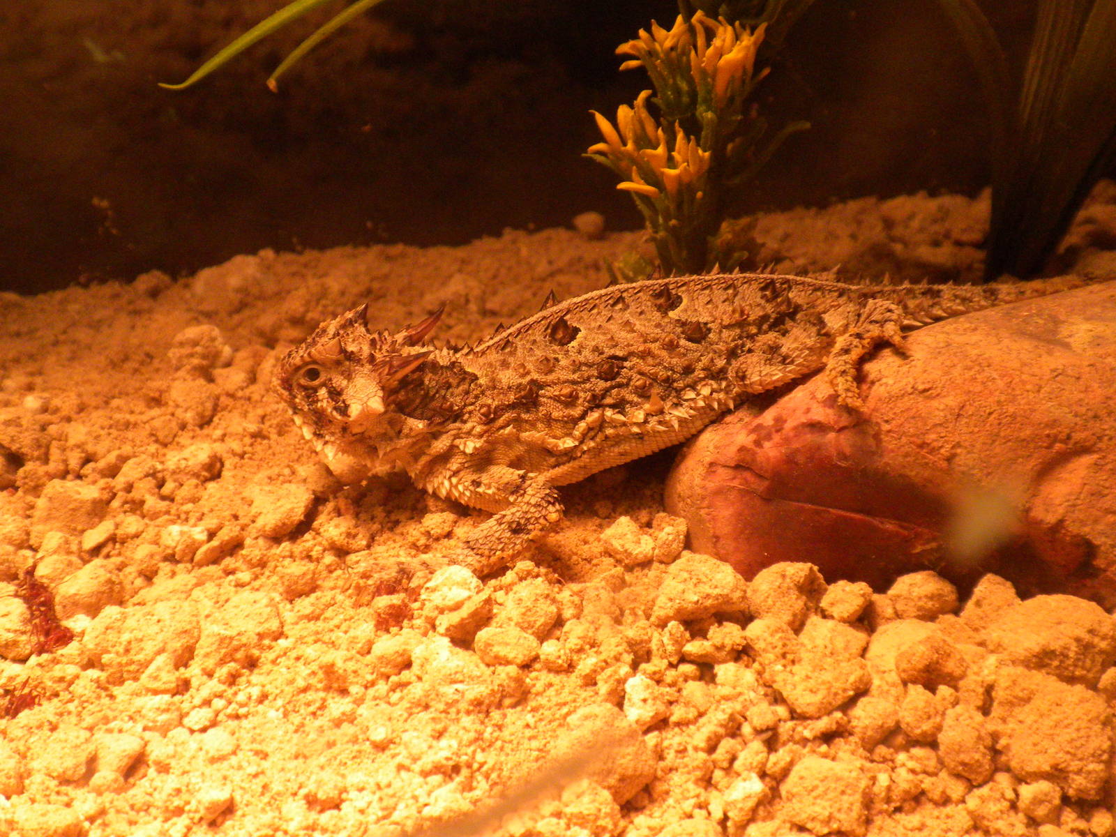 2010 - Texas Horned Lizard