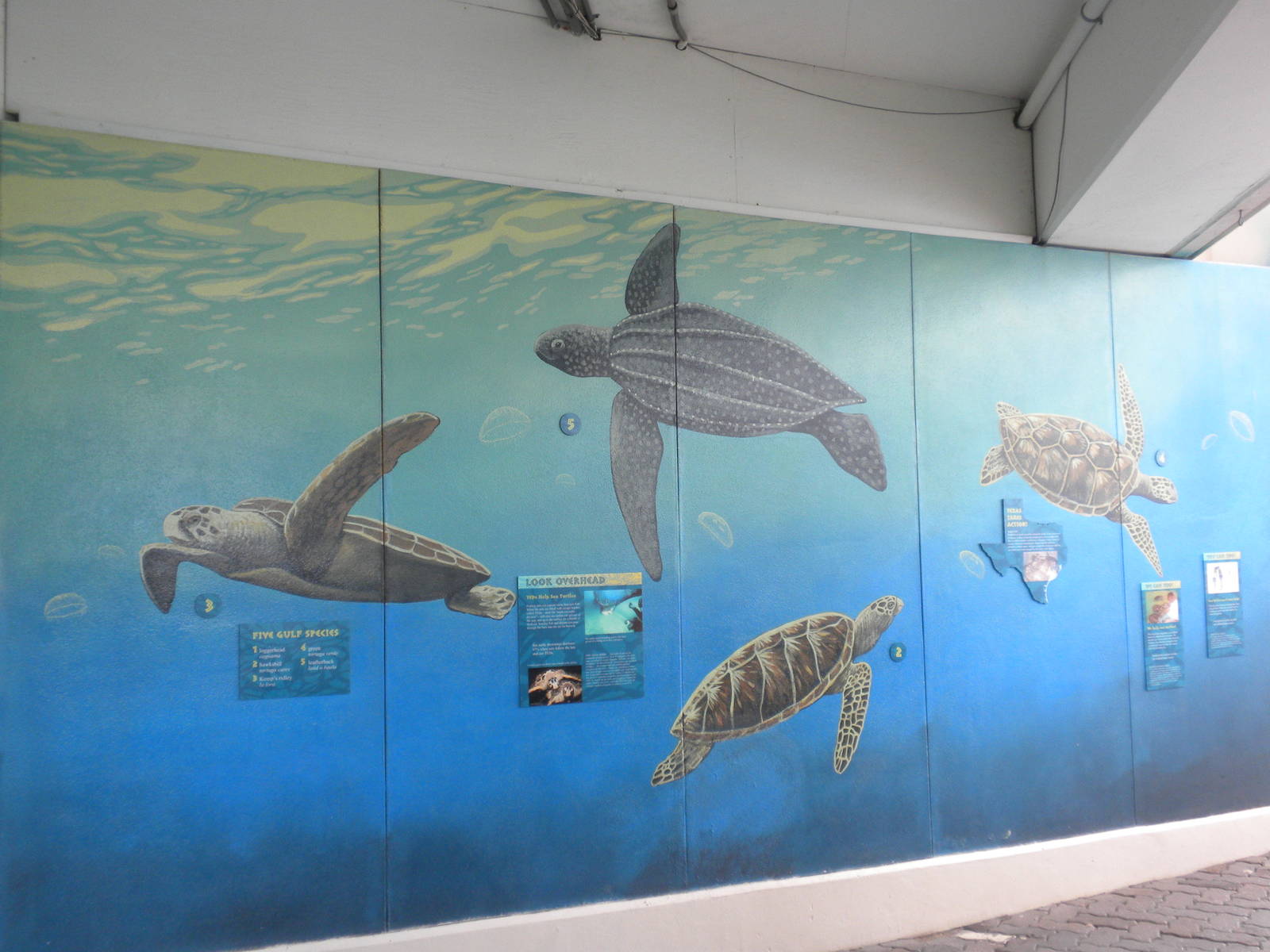 2010 - Turtle mural