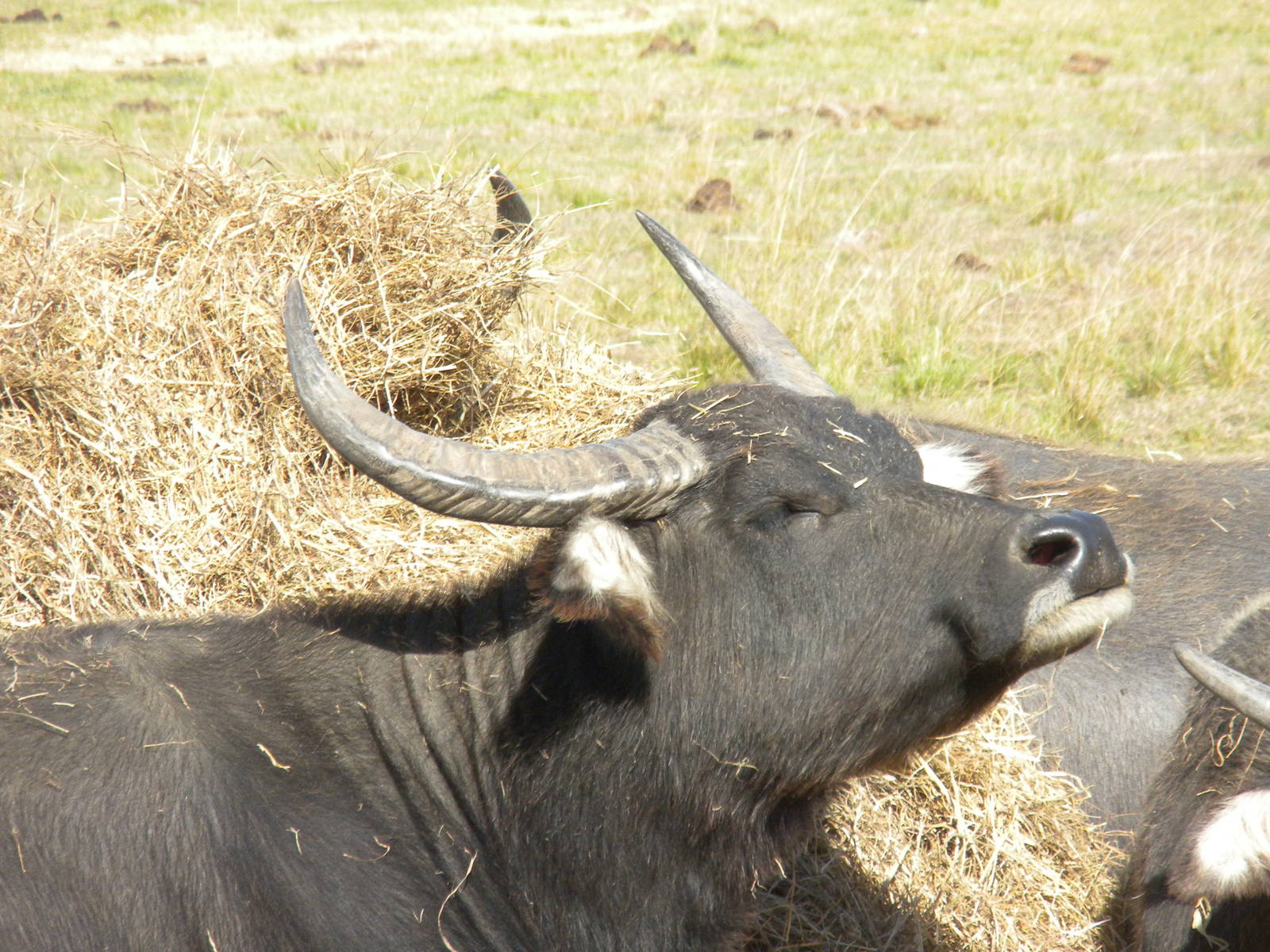2010 - Water Buffalo