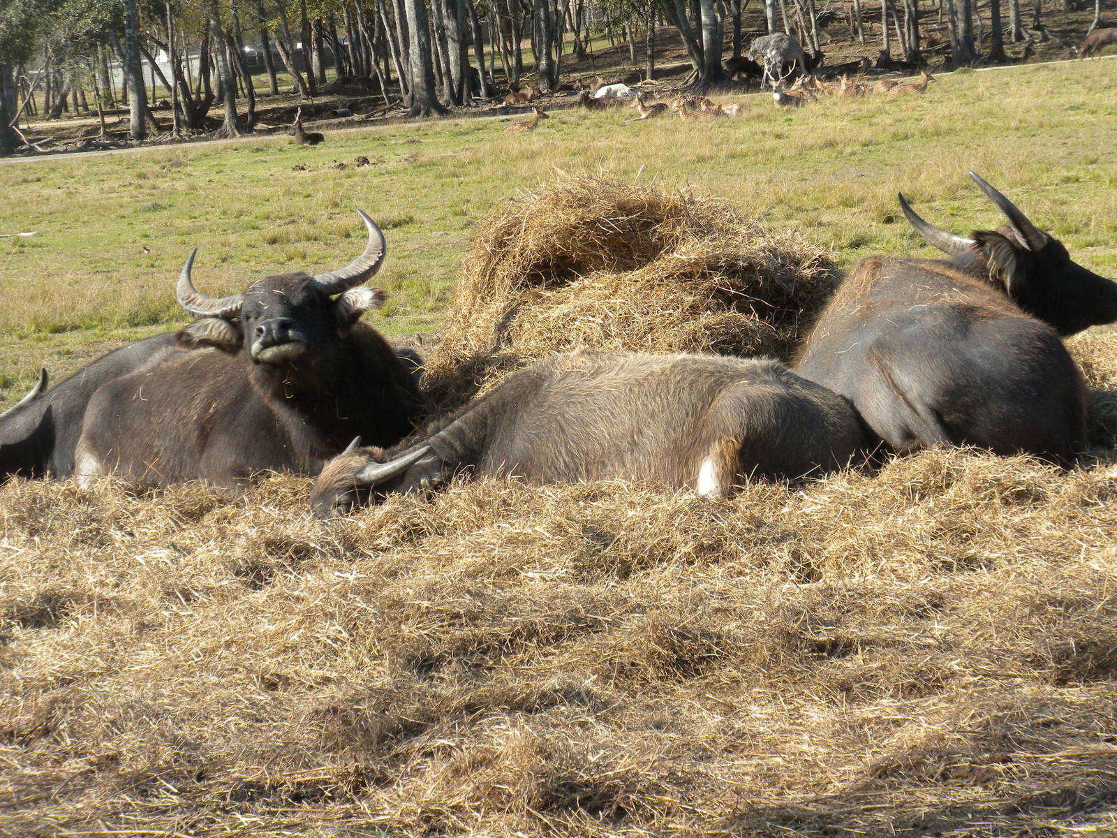 2010 - Water Buffalo