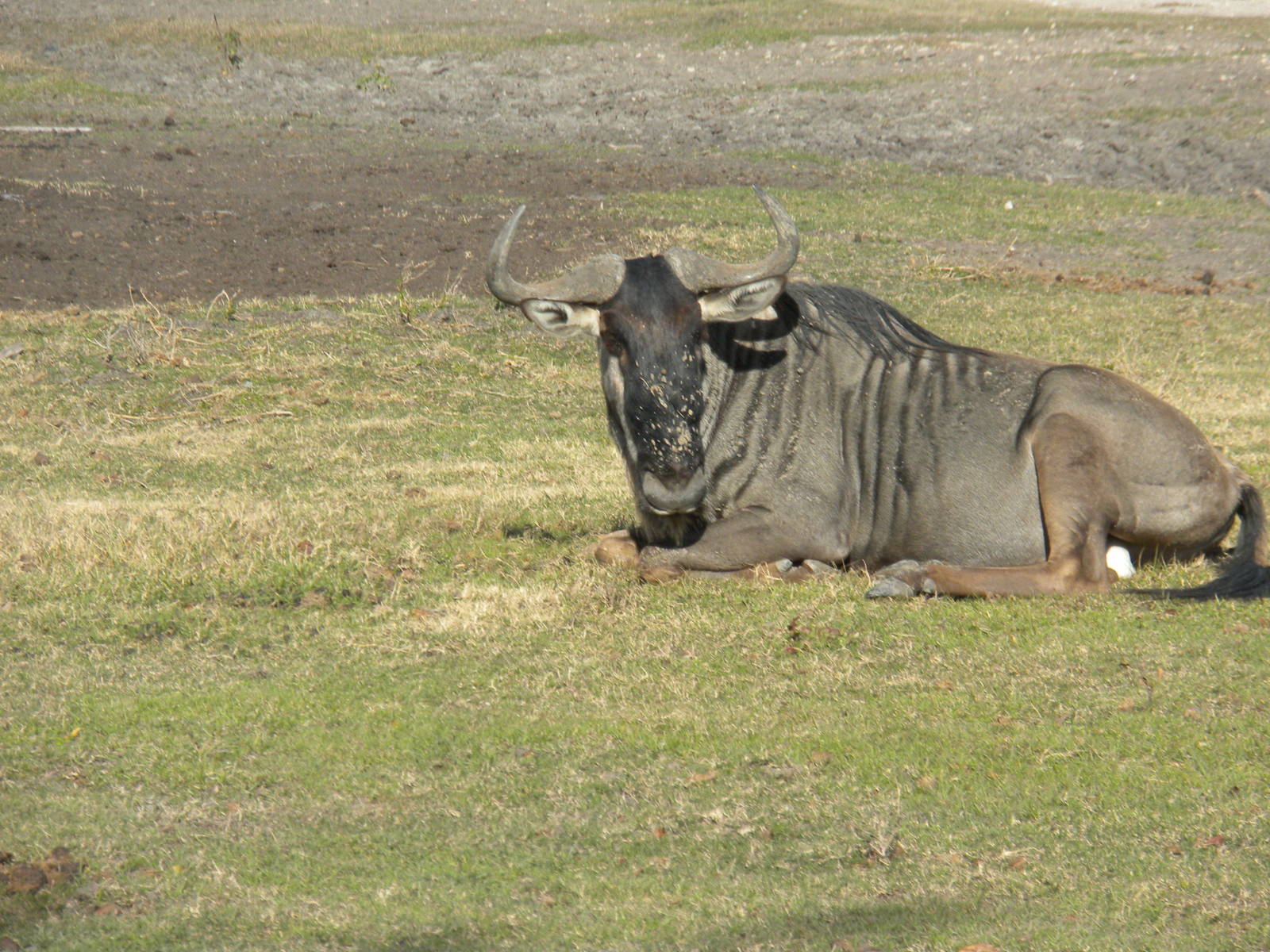 2010 - White-Bearded Wildebeest