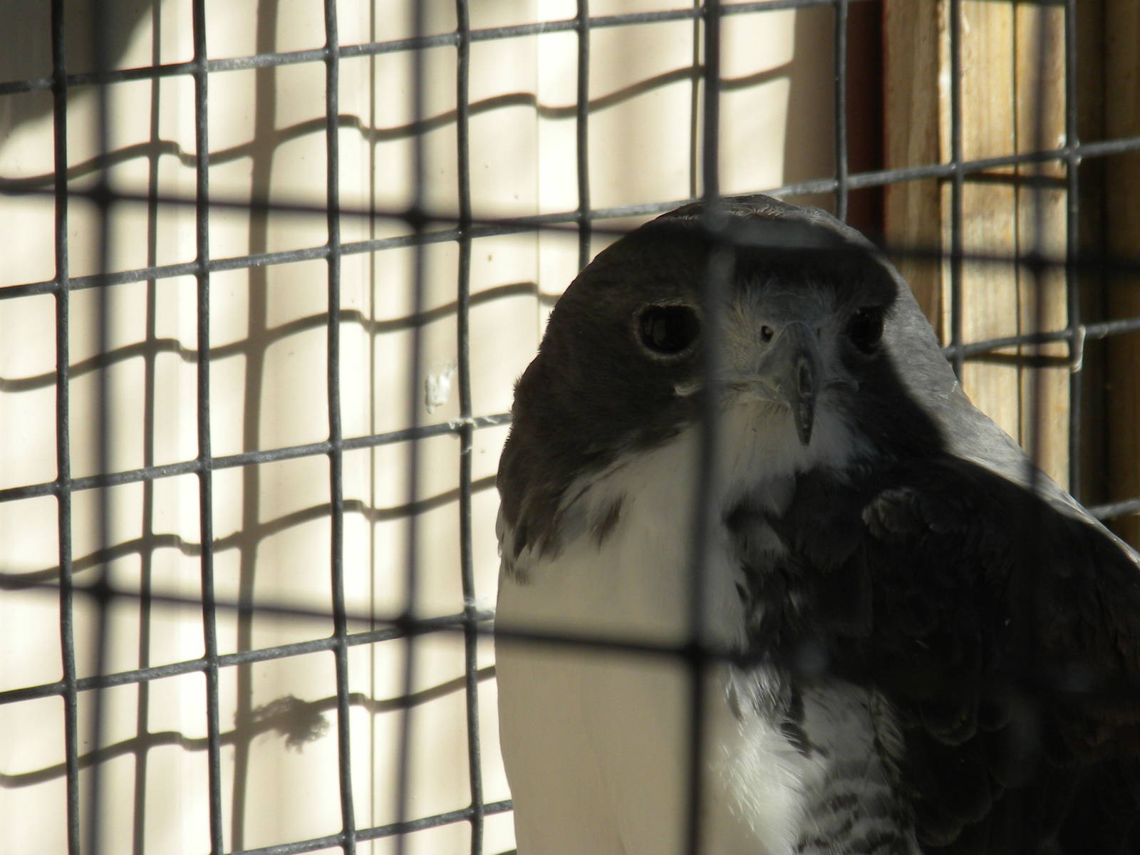 2010 - White-Tailed Hawk