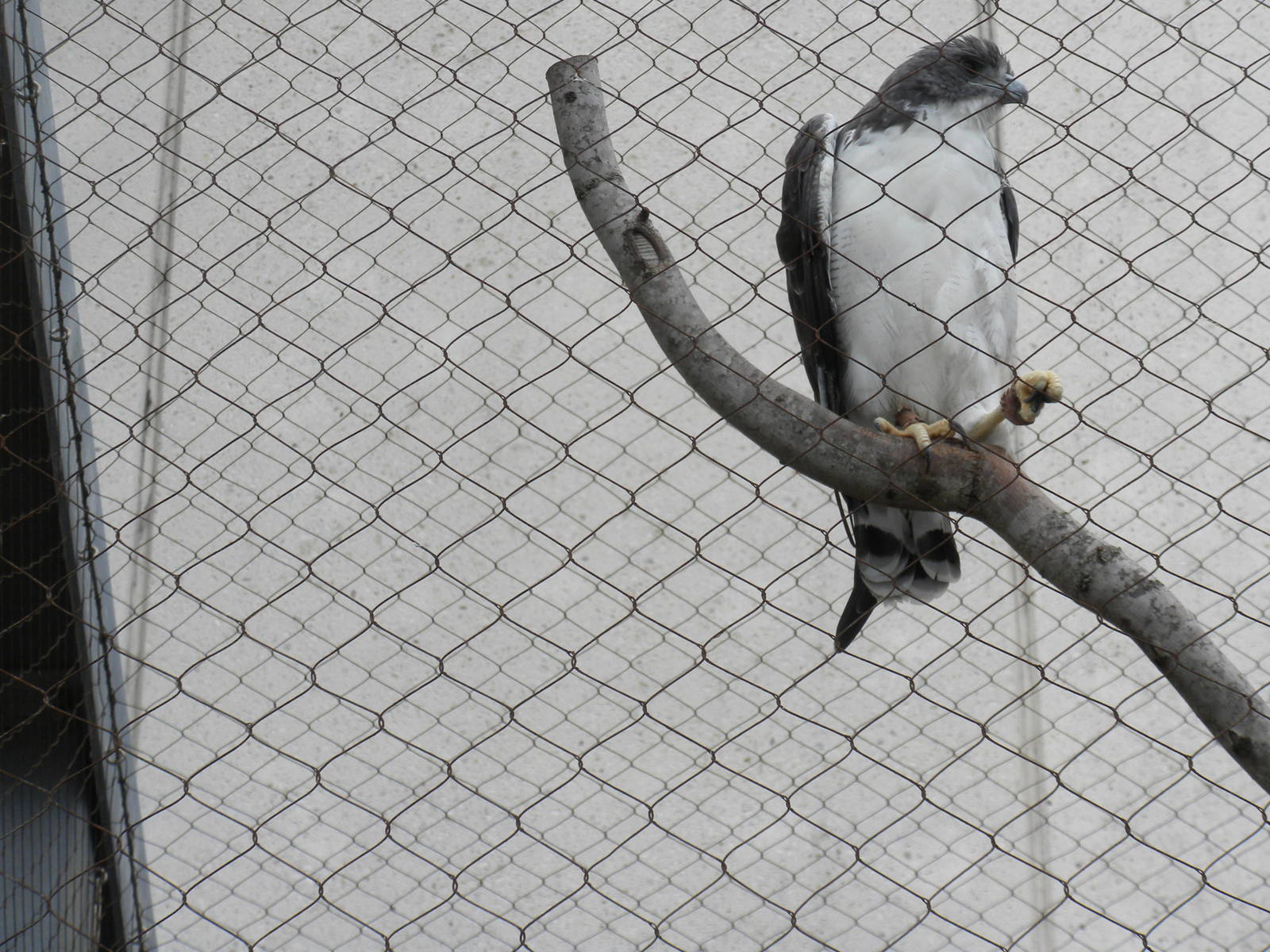 2010 - White-Tailed Hawk