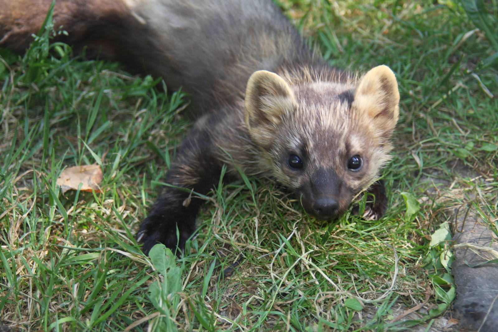 2010: Wildpark Leipzig