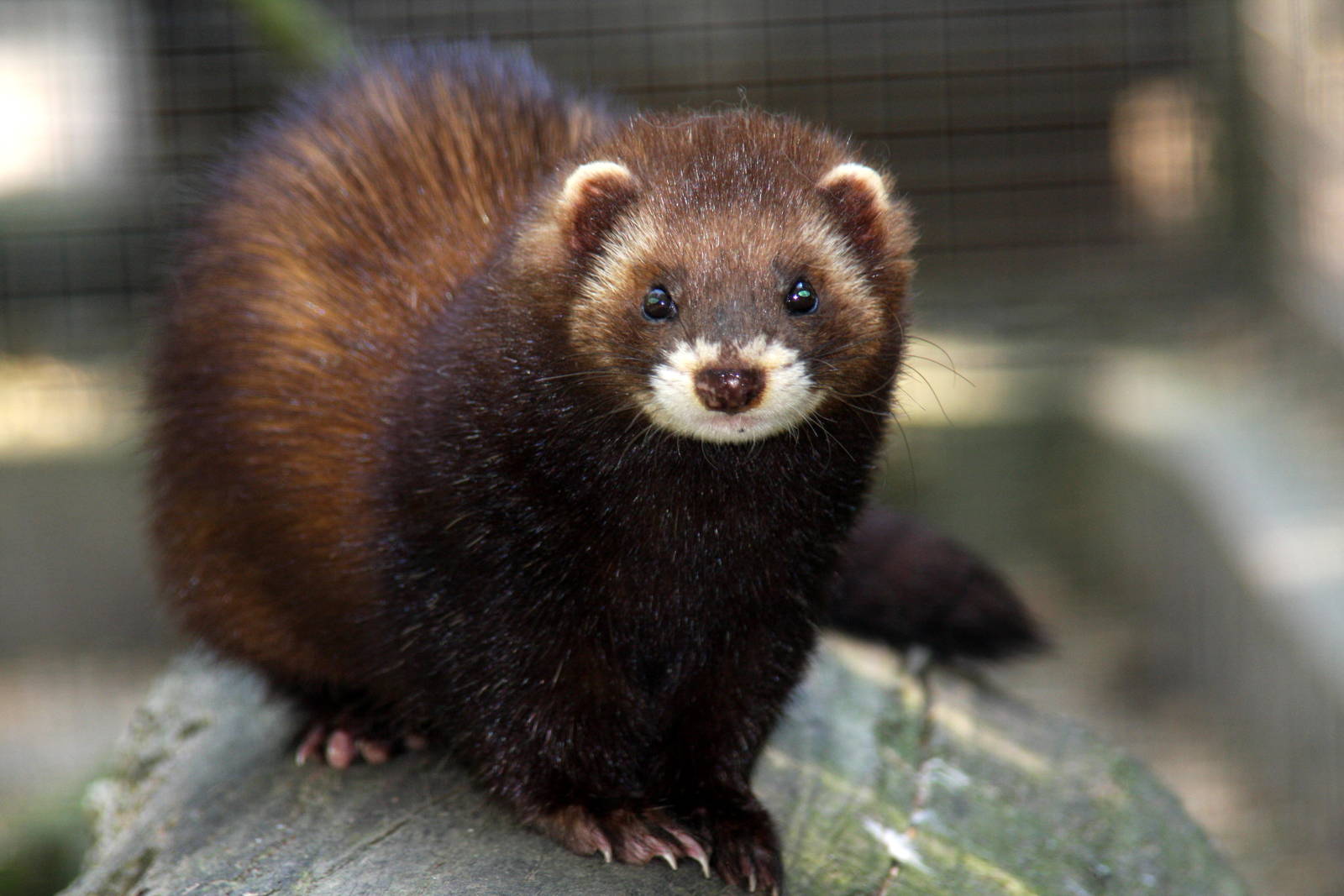 2010: Wildpark Leipzig
