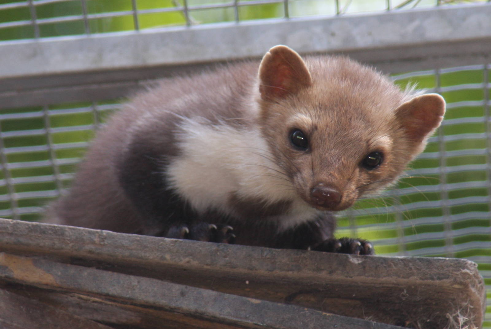 2010: Wildpark Leipzig