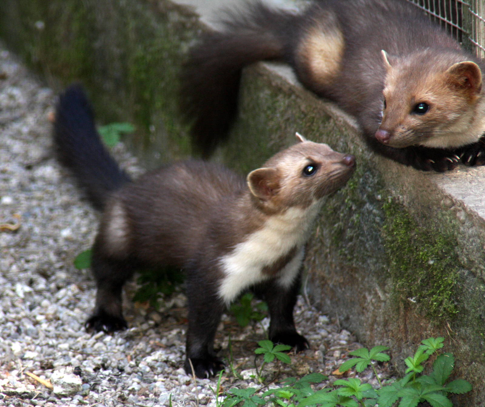 2010: Wildpark Leipzig