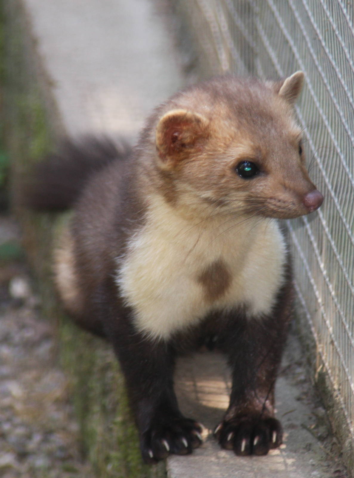 2010: Wildpark Leipzig