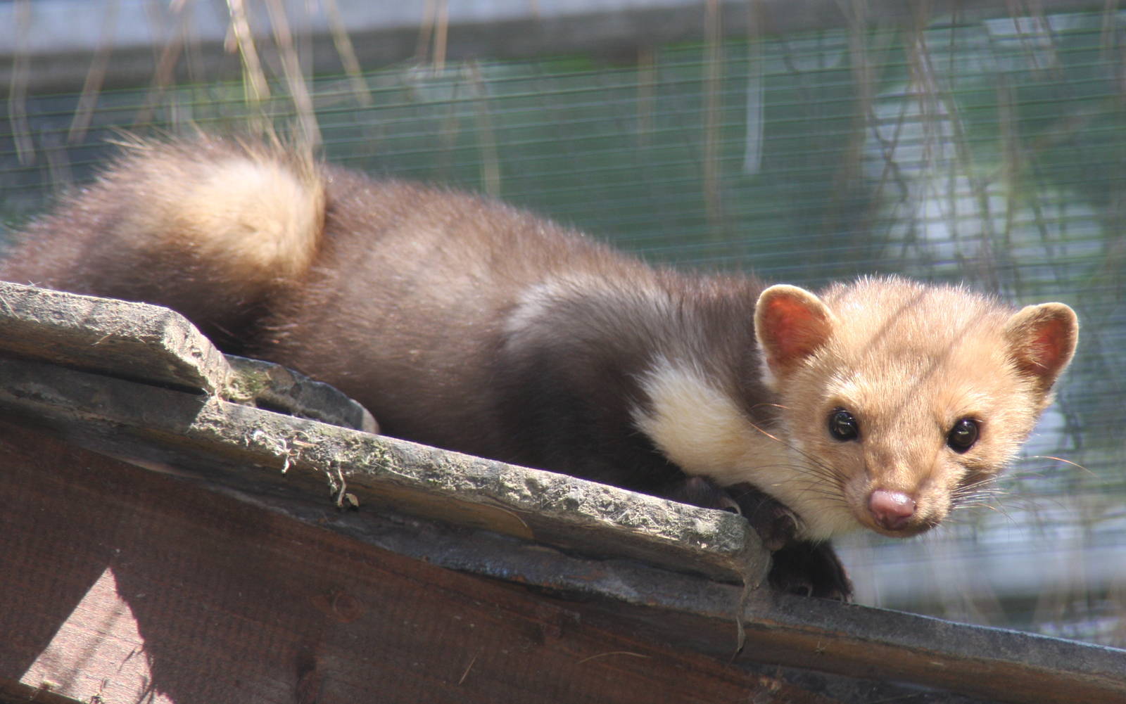 2010: Wildpark Leipzig