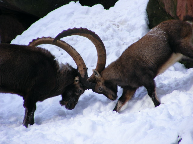 20101228 Capra ibex "fighting"
