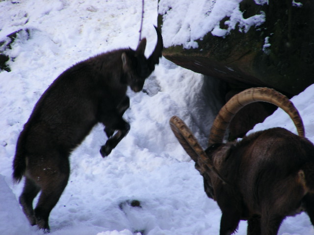 20101228 Capra ibex "fighting"