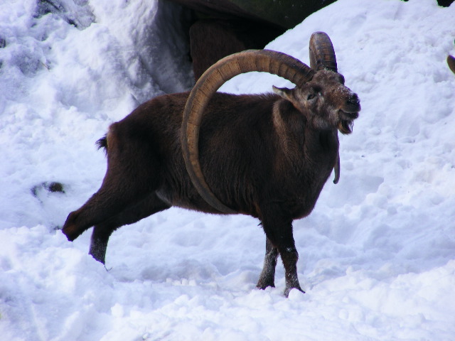20101228 Capra ibex old male
