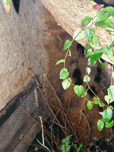 20101228 Epipedobates anthonyi