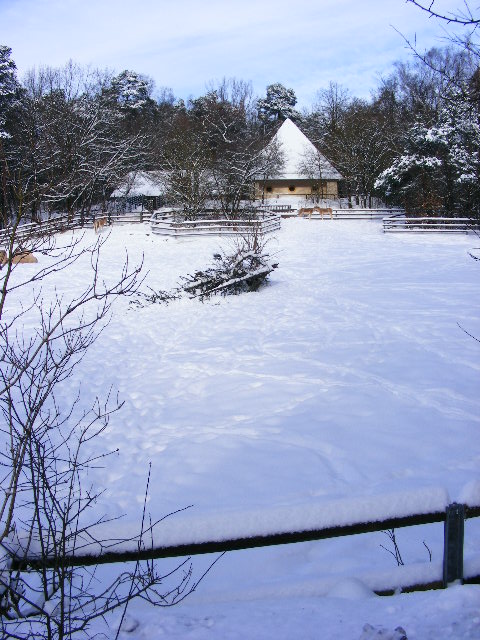 20101228 Equus hemionus kulan and domestic Camel enclosure