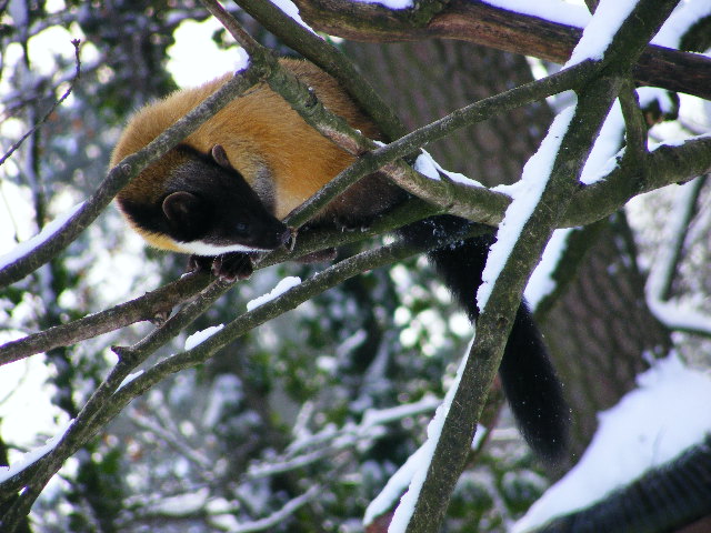 20101228 Martes flavigula in action