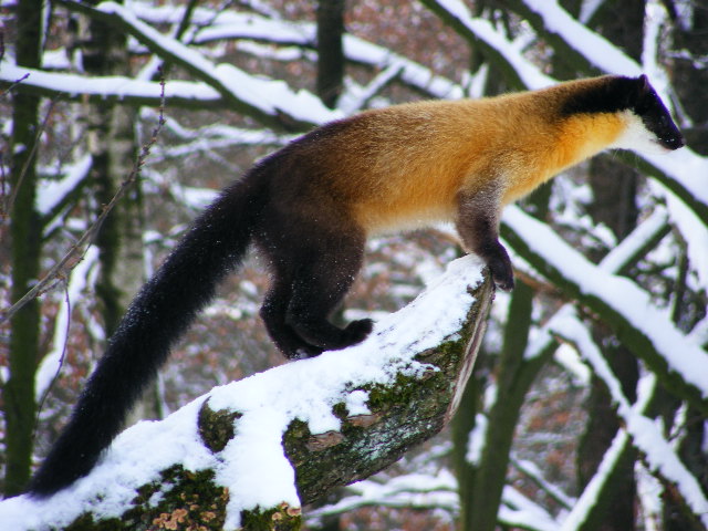 20101228 Martes flavigula