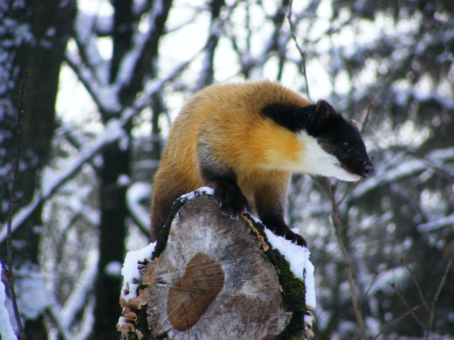 20101228 Martes flavigula