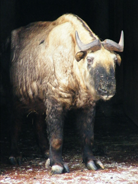 20101228 Old Budorcas t. taxicolor bull