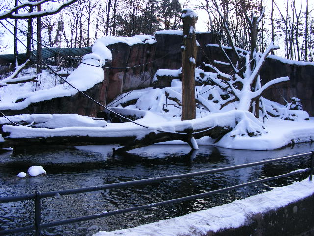 20101228 Papio papio enclosure