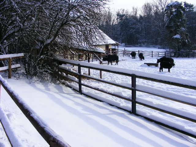 20101228 Syncerus caffer