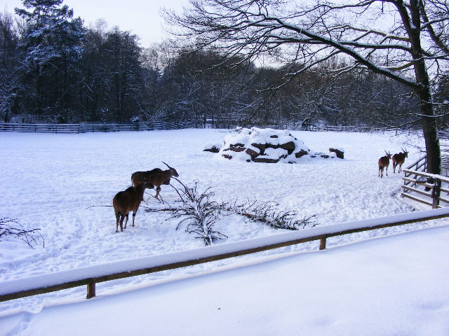 20101228 Taurotragus oryx in the snow