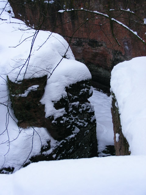 20101228 Ursus arctos syriacus