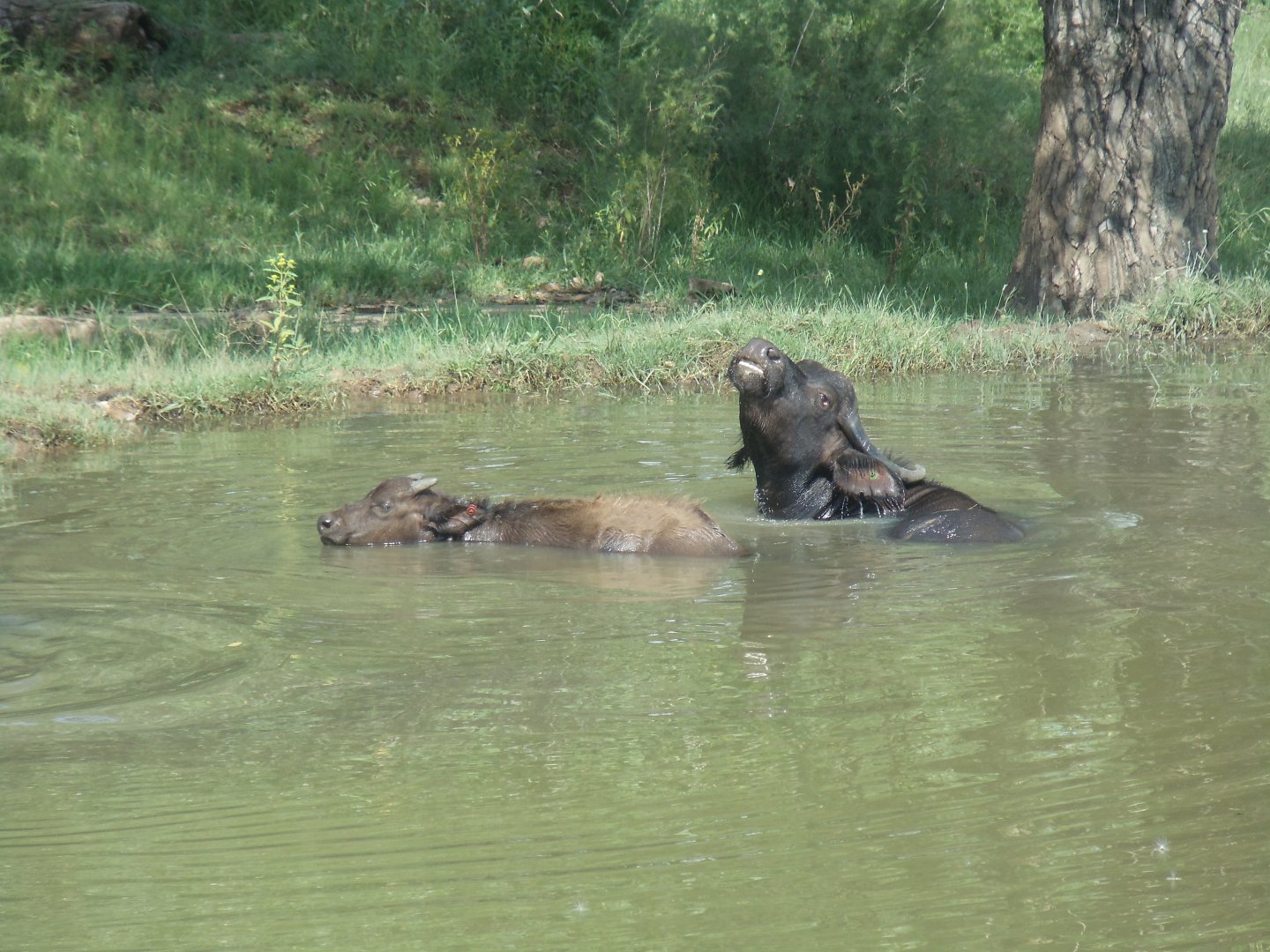 2011 Asian Water Buffalo (Bubalus arnee)